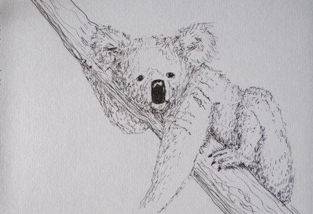 Un Koala