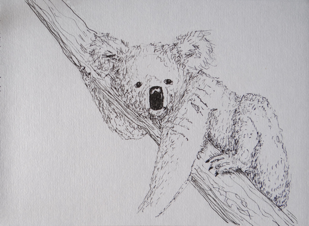Un Koala
